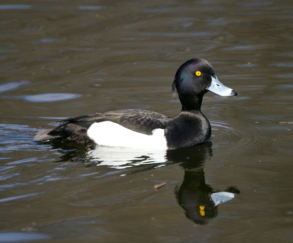 хохлатая чернеть.jpg