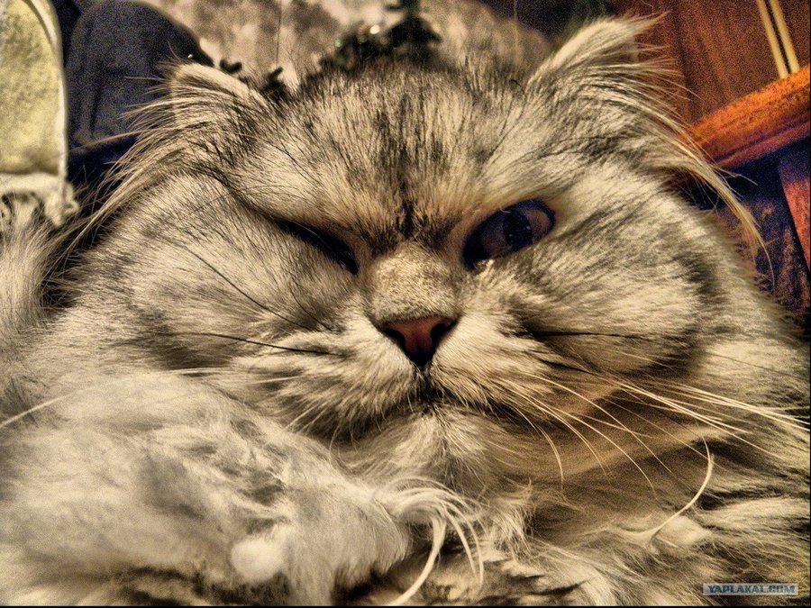 кот.jpg