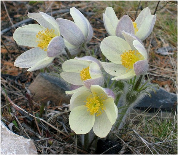 Podsnejnik - Prostrel_2.jpg