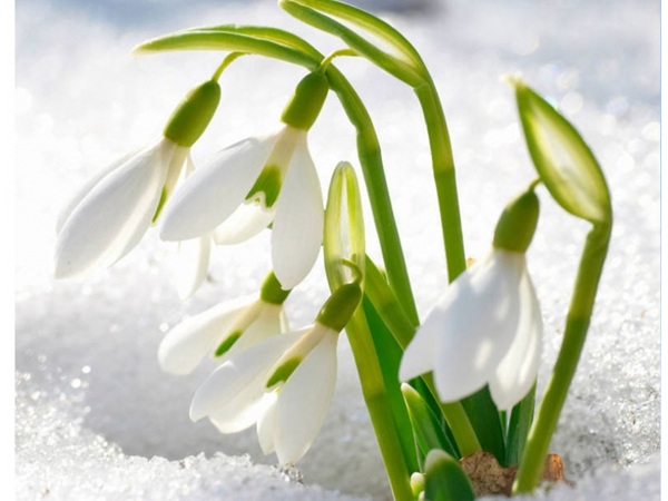 Podsnejnik - Snowdrop_2.jpg