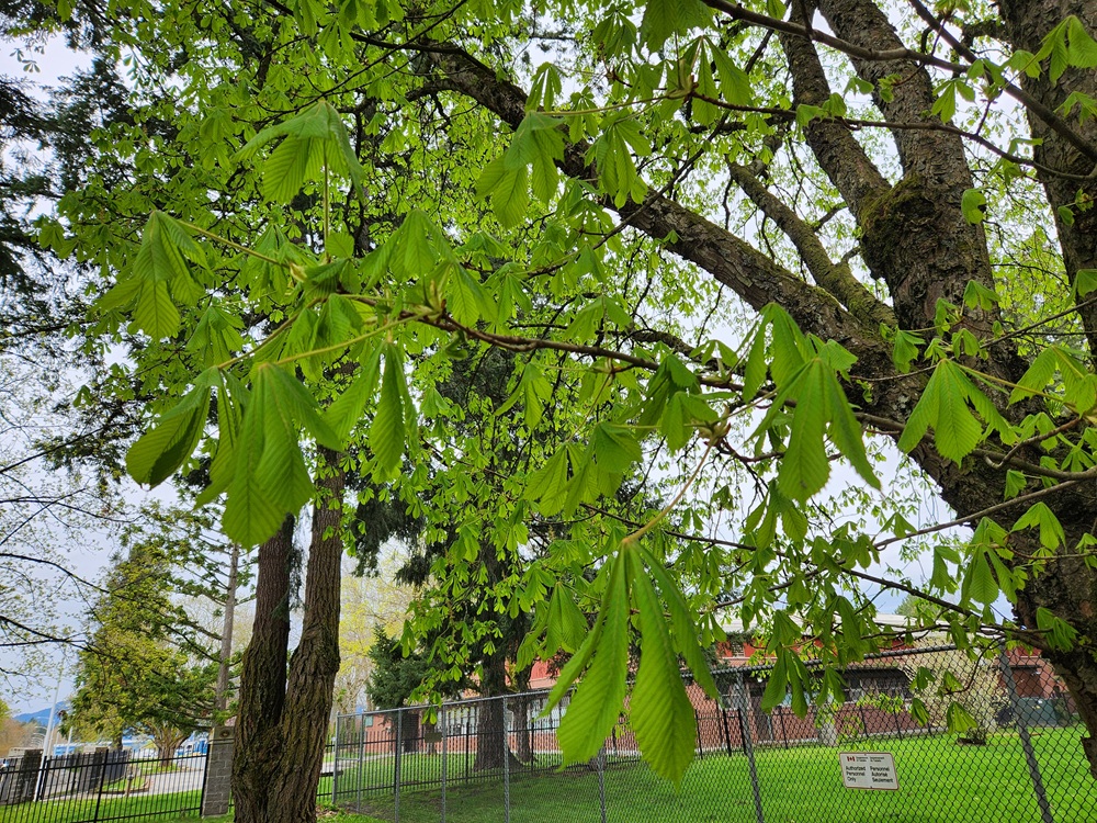 Pogoda 20250406b.jpg