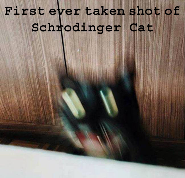 Schrodinger Cat Photo Taken.jpg