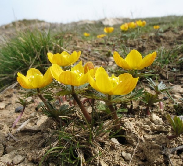 Vesennik - Erantis_2.jpg