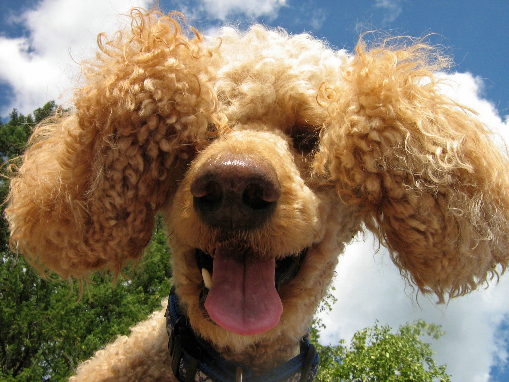 www.GetBg_.net_Animals___Dogs_Funny_brown_poodle_084755_.jpg