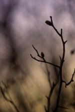 Helios-44-08201.jpg