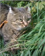 Капочка.png