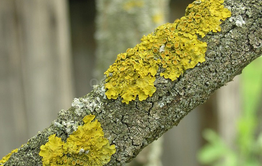 Лишайники: описание, симптомы и меры борьбы